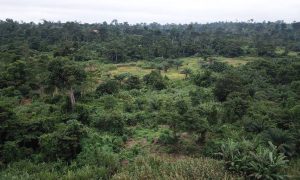 Read more about the article Timber Procurement Policy Would Save Ghana’s Forests—Gov’t Told