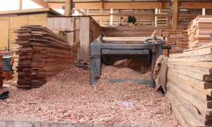 Read more about the article We prefer selling trees to illegal chainsaw operators – cocoa farmers