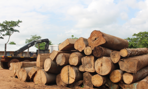 Read more about the article Enact stringent measures to make use of legal timber compulsory in all public works – Nsowah