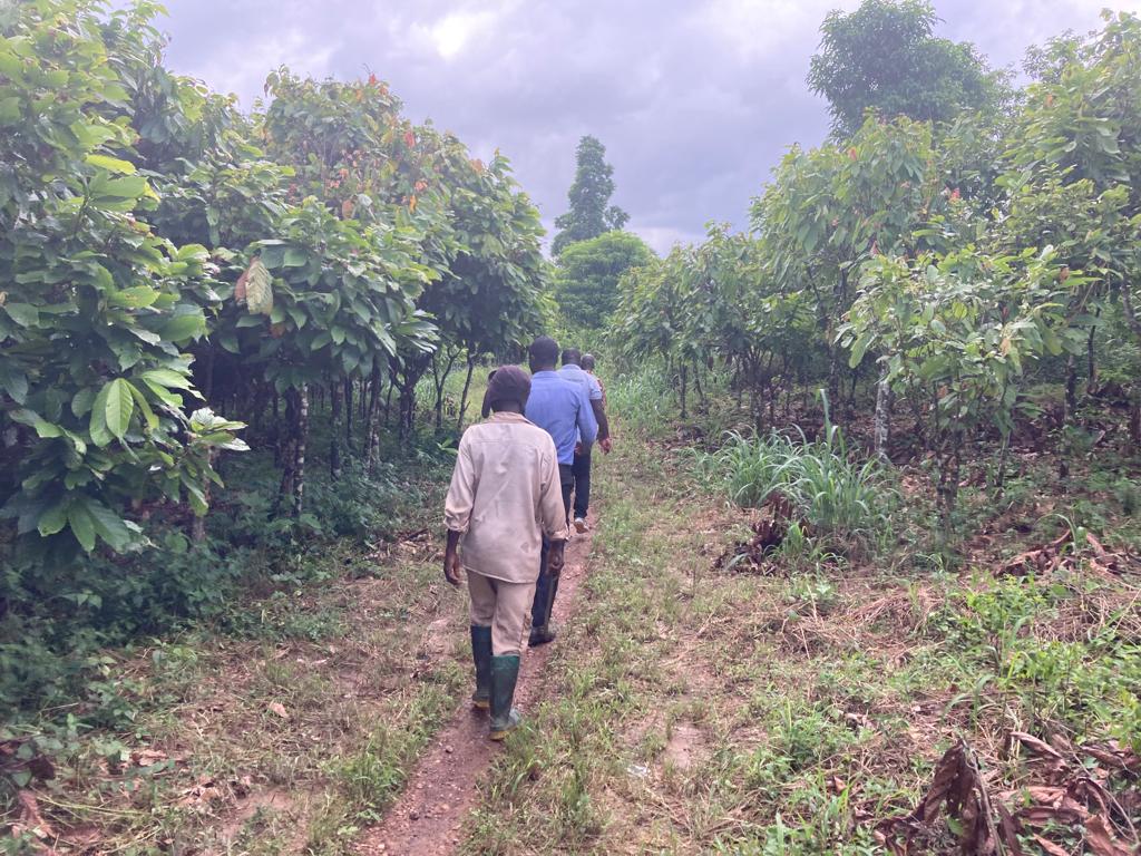 Read more about the article COFORM PROJECT : Cocoa Producers Surrounding Kakum Hotspot Intervention Area (HIA)