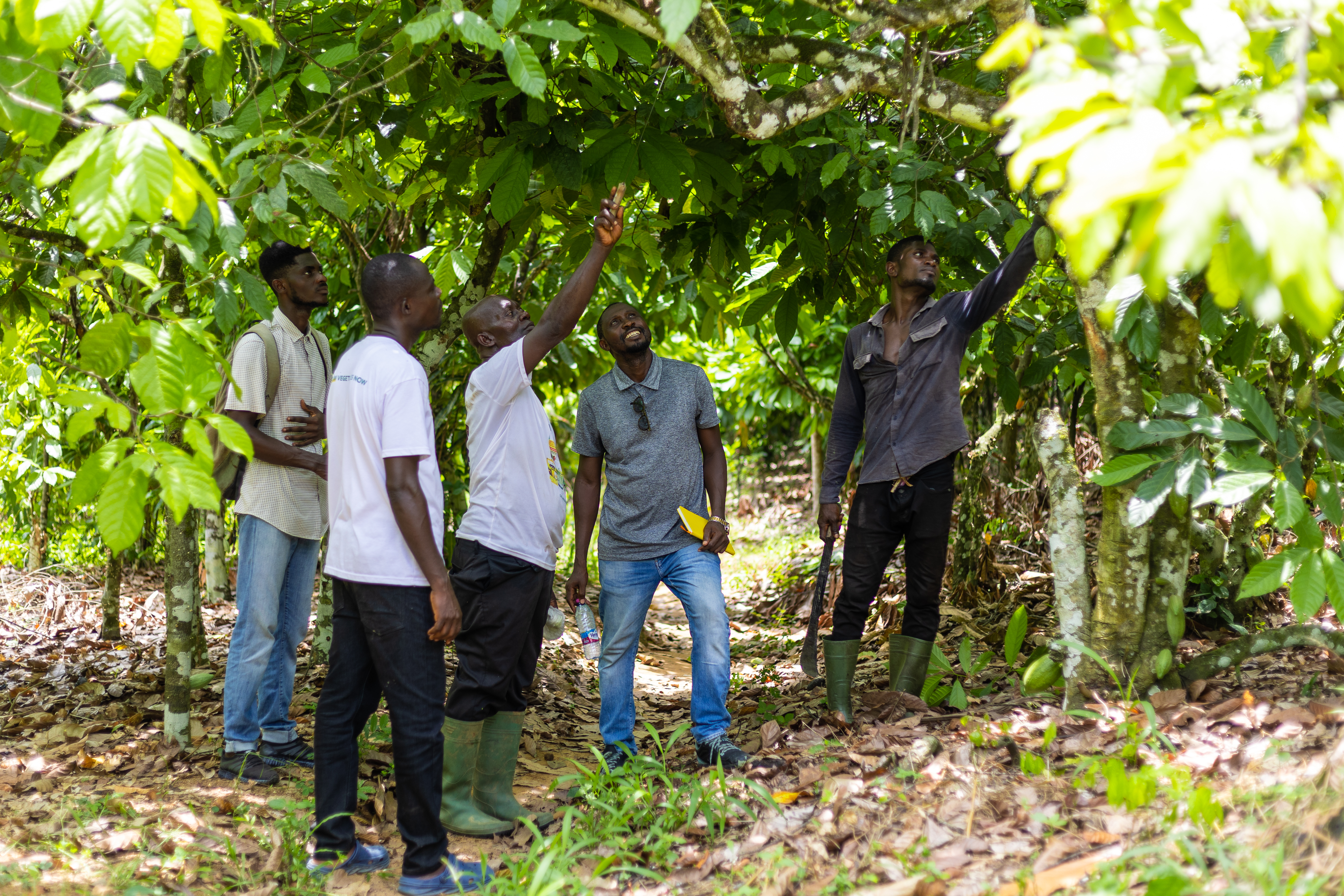 Read more about the article Assin Fosu Farmers Learn How Shade Trees Can Boost Cocoa Yields 
