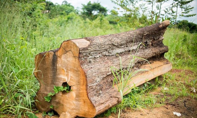 cut timber log