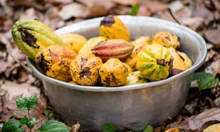 cocoa pods in a basin