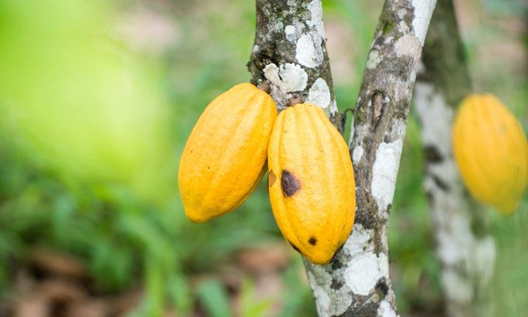 cocoa tree with pods