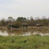 Elephants at a water hole